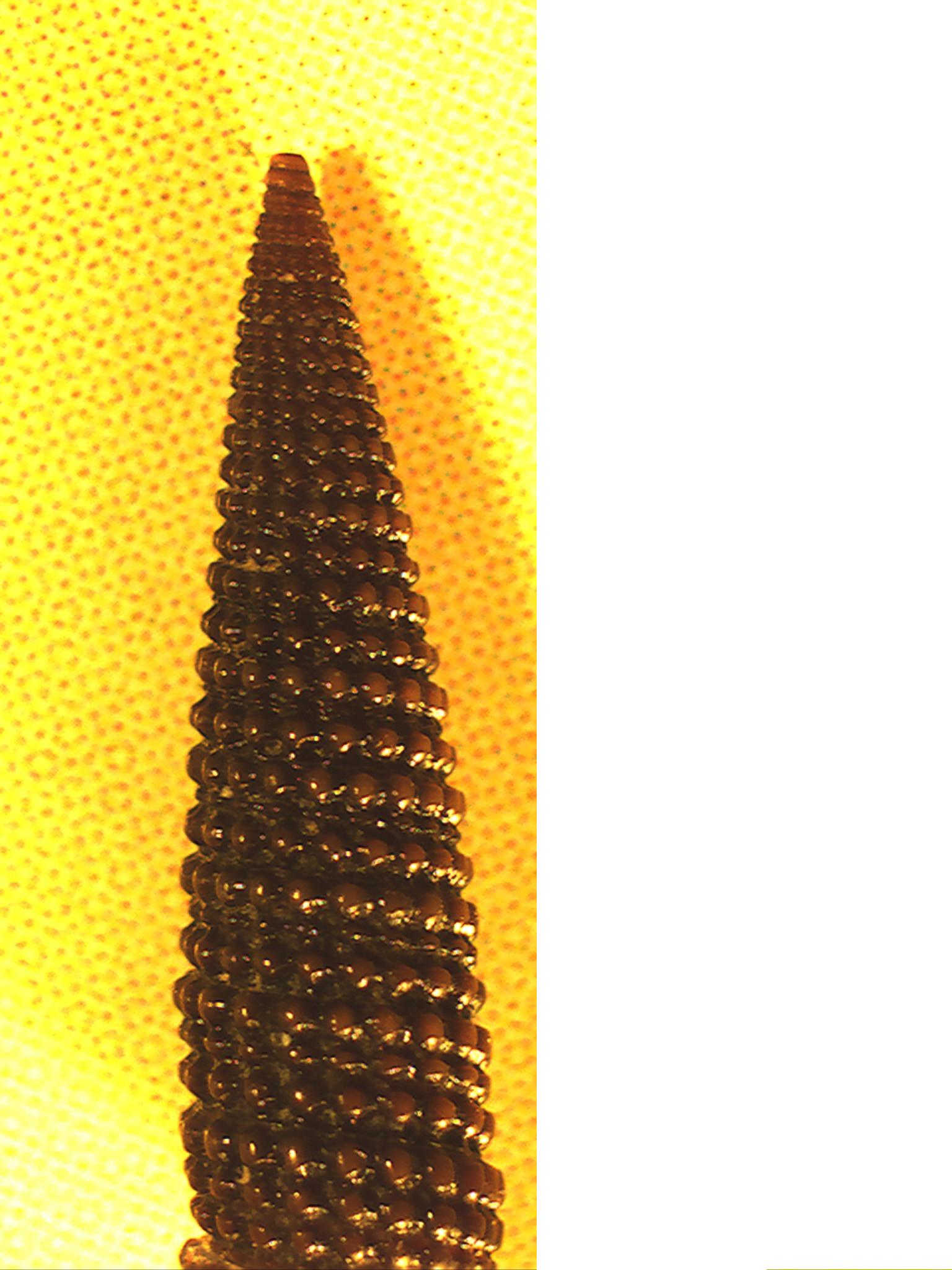 Triphorinae da identificare